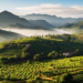 Por que Minas Gerais é o Maior Produtor de Café do Mundo?